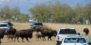 Buffalo Traffic Jam